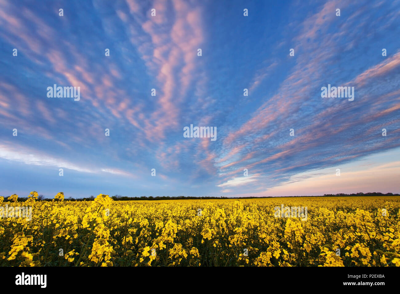 Sonnenuntergang, Coleseed, Feld, Sommer, Sachsen - Anhalt, Deutschland, Europa Stockfoto