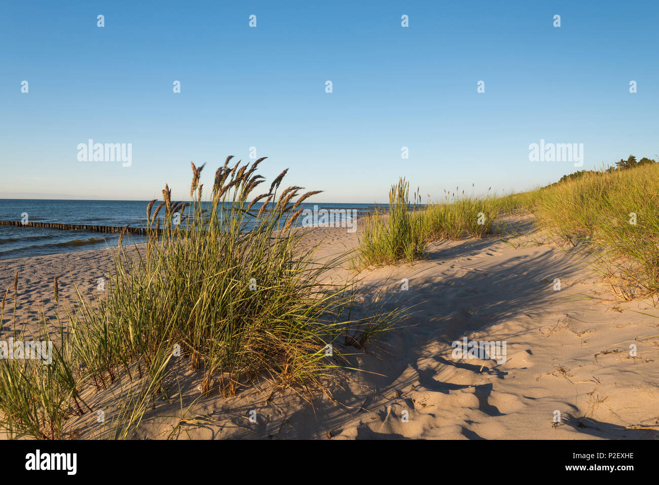 Sommer, Strand, Dünen, Ostsee, Mecklenburg, Deutschland, Europa Stockfoto