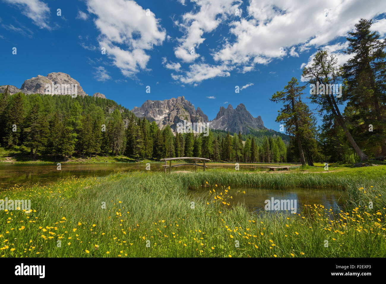 Antorno, Bergsee, Blumen, Brücke, Cadini Gruppe, Dolomiten, Alpen, Italien, Europa Stockfoto