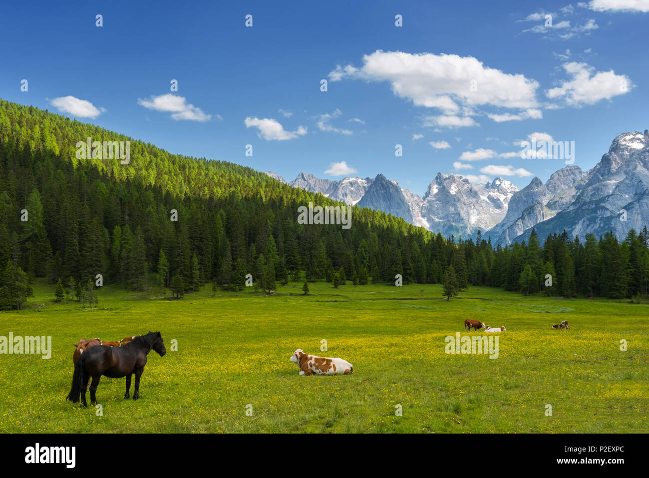Antorno, Bergsee, Blumen, Brücke, Cadini Gruppe, Dolomiten, Alpen, Italien, Europa Stockfoto