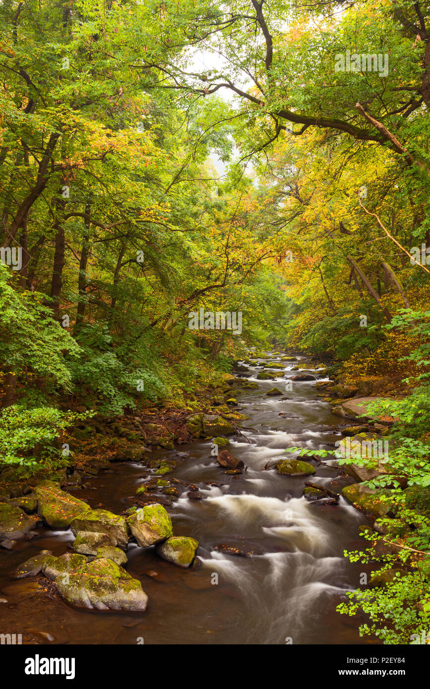 Bode, Bodetal, Fluss, Wald, Herbst Laub, Herbst, Harz, Sachsen-Anhalt, Deutschland, Europa Stockfoto