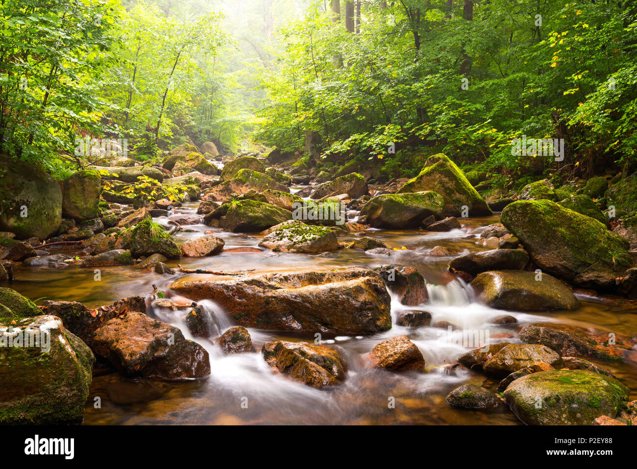 Ilse, Ilse Tal, Fluss, Wald, Harz, Sachsen-Anhalt, Deutschland, Europa Stockfoto