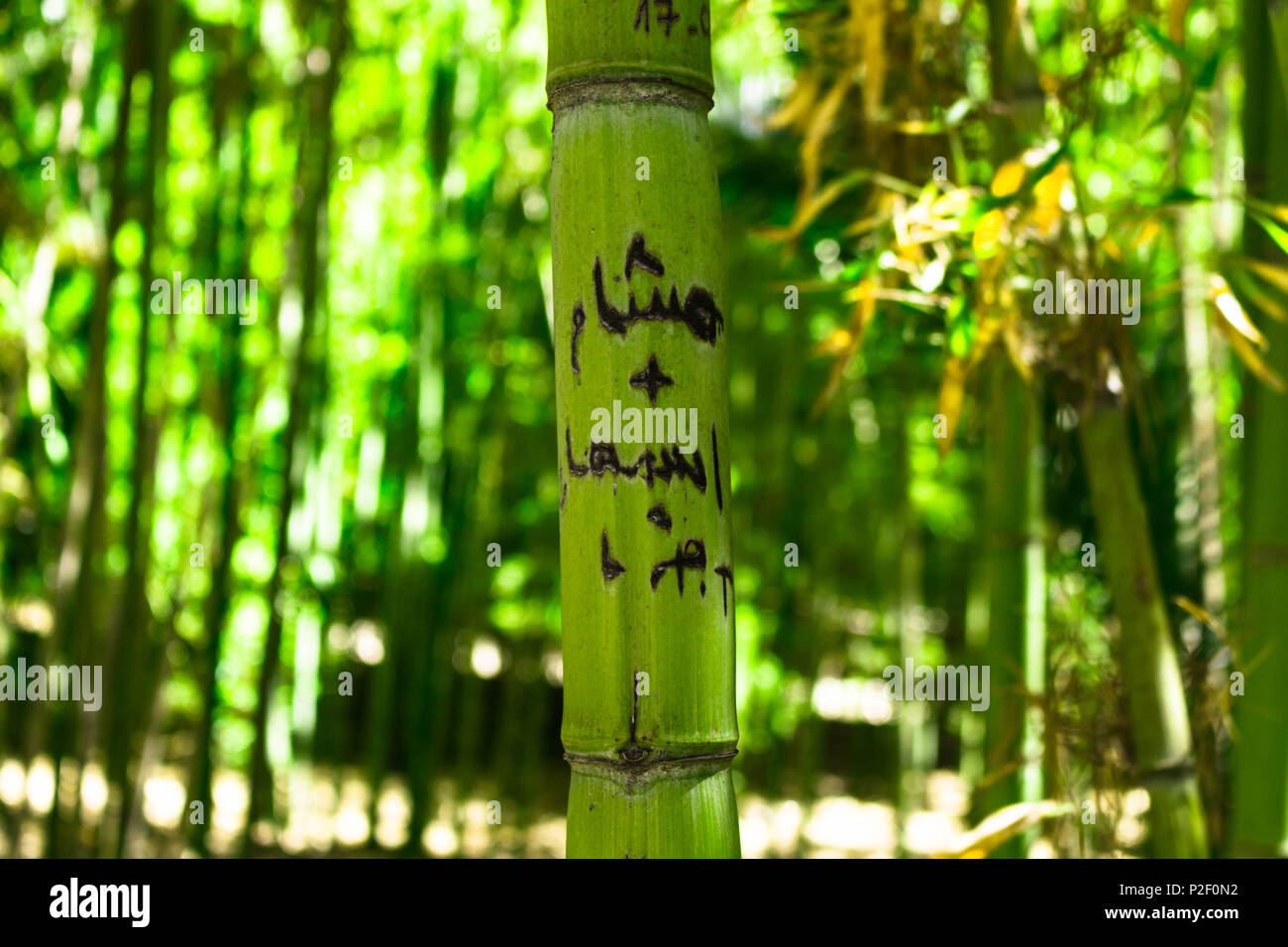 Arabische Sprache Wrter auf Bambus (Beschriftung Stockfotografie - Alamy
