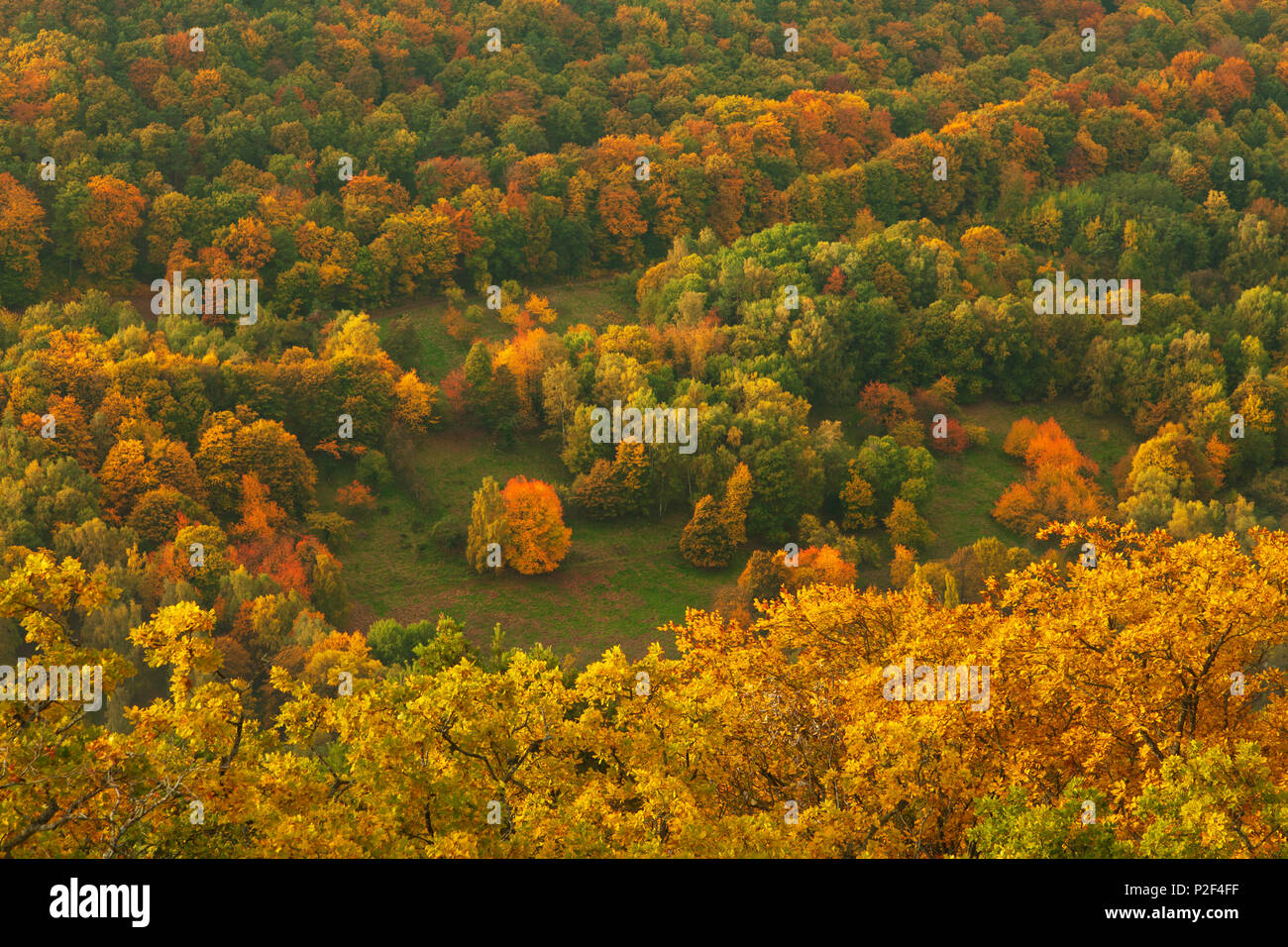 Herbstliche Farben, in der Nähe von Annweiler, Naturpark Pfälzer Wald, Rheinland-Pfalz, Deutschland Stockfoto