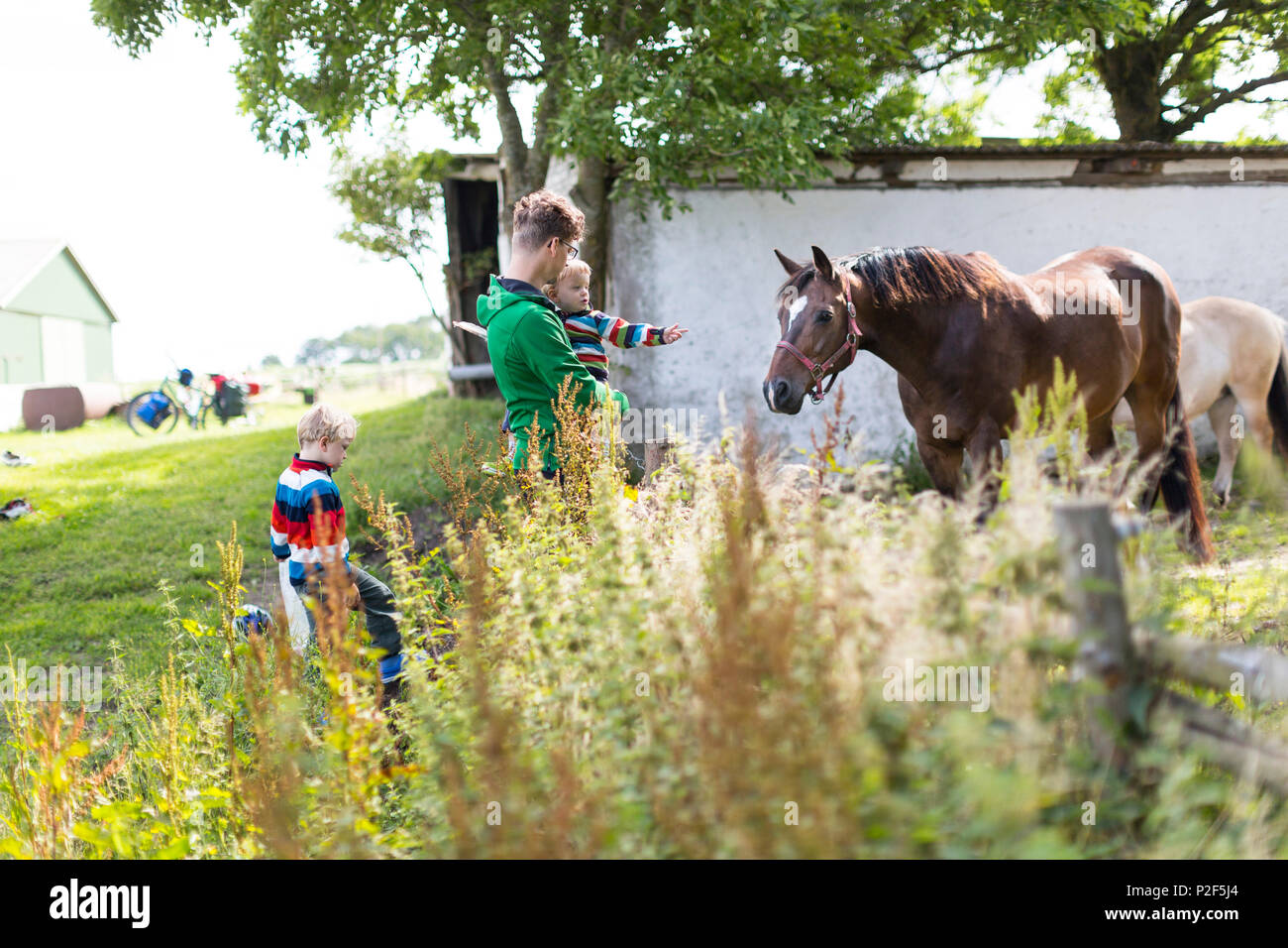 Zwei Jahre altes Mädchen und fünf Jahre alten Jungen Fütterung ein Pferd mit ihrem Vater, Radtour, Familie, Ostsee, MR, Bornholm, Denma Stockfoto