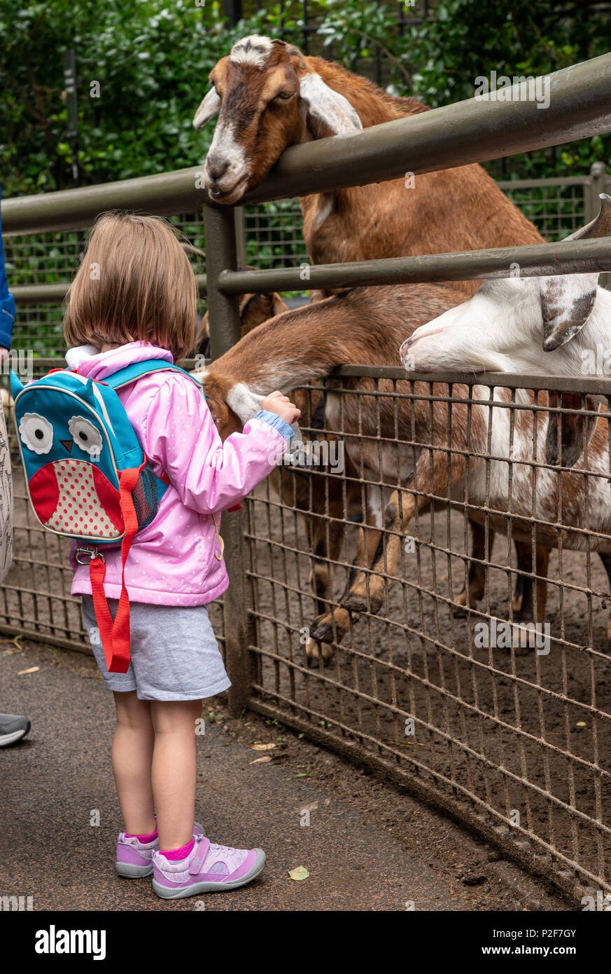 Ziegen erreichen durch Zaun Essen vom Kind zum Essen Stockfoto