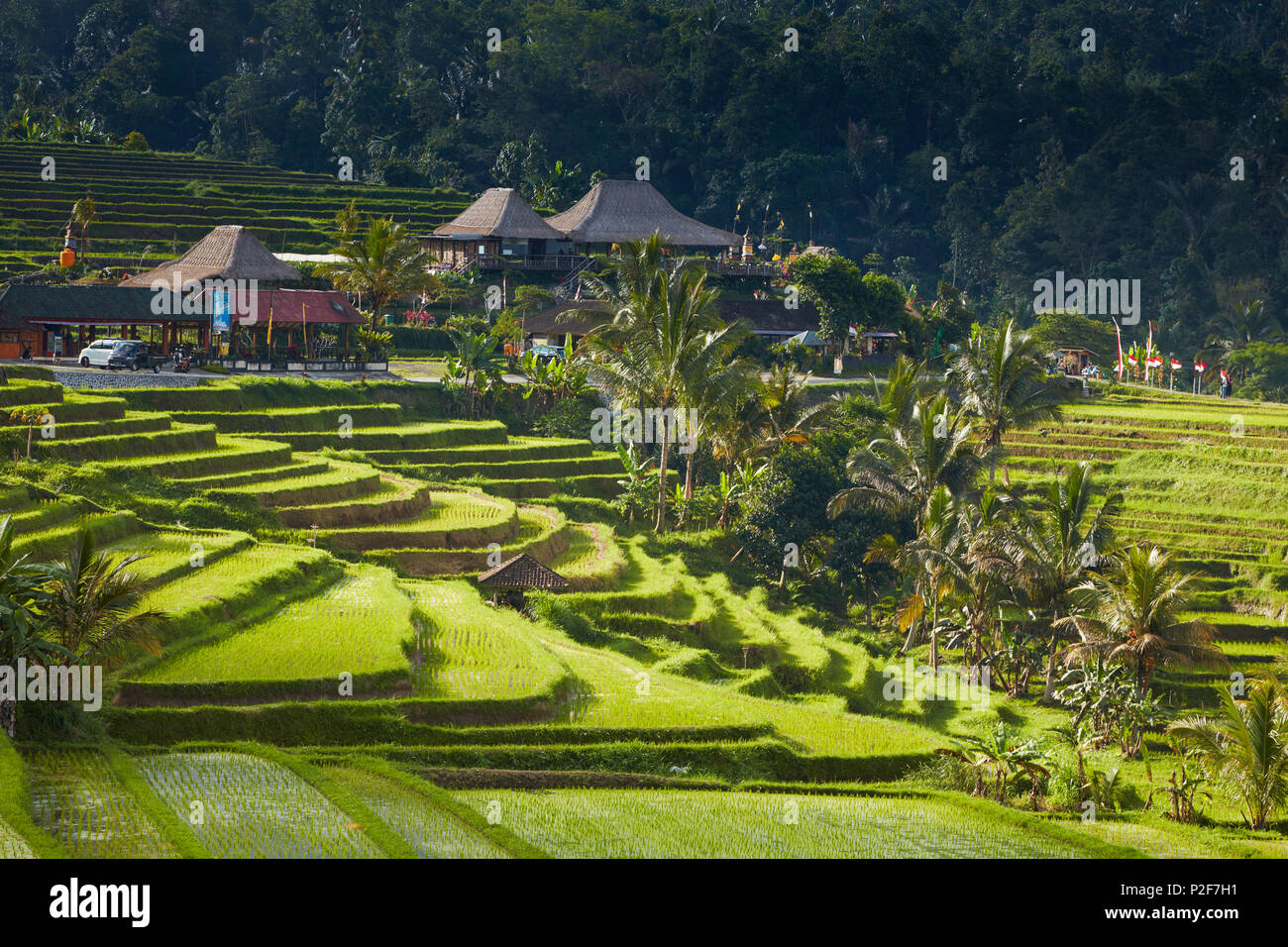 Reisterrassen Jatiluweh, Bali, Indonesien Stockfoto