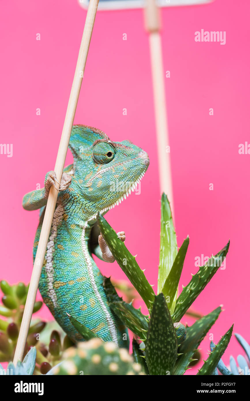 Nahaufnahme der bunten tropischen Chamäleon auf grün Sukkulenten isoliert auf Rosa Stockfoto