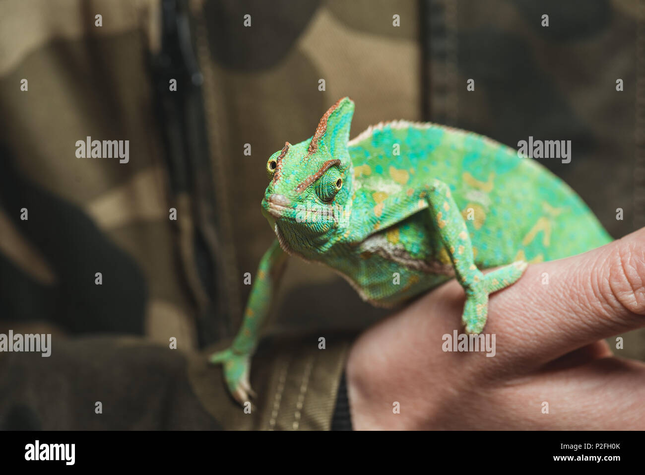 7/8 Schuß von Mann mit schönen bunten Chamäleon Stockfoto