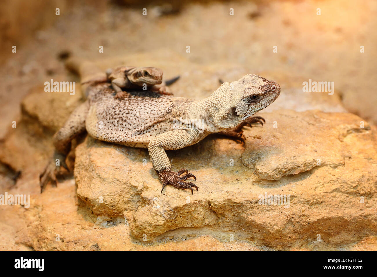 Gemeinsame (chuckwalla Sauromalus ater) sitzen auf Steine Stockfoto