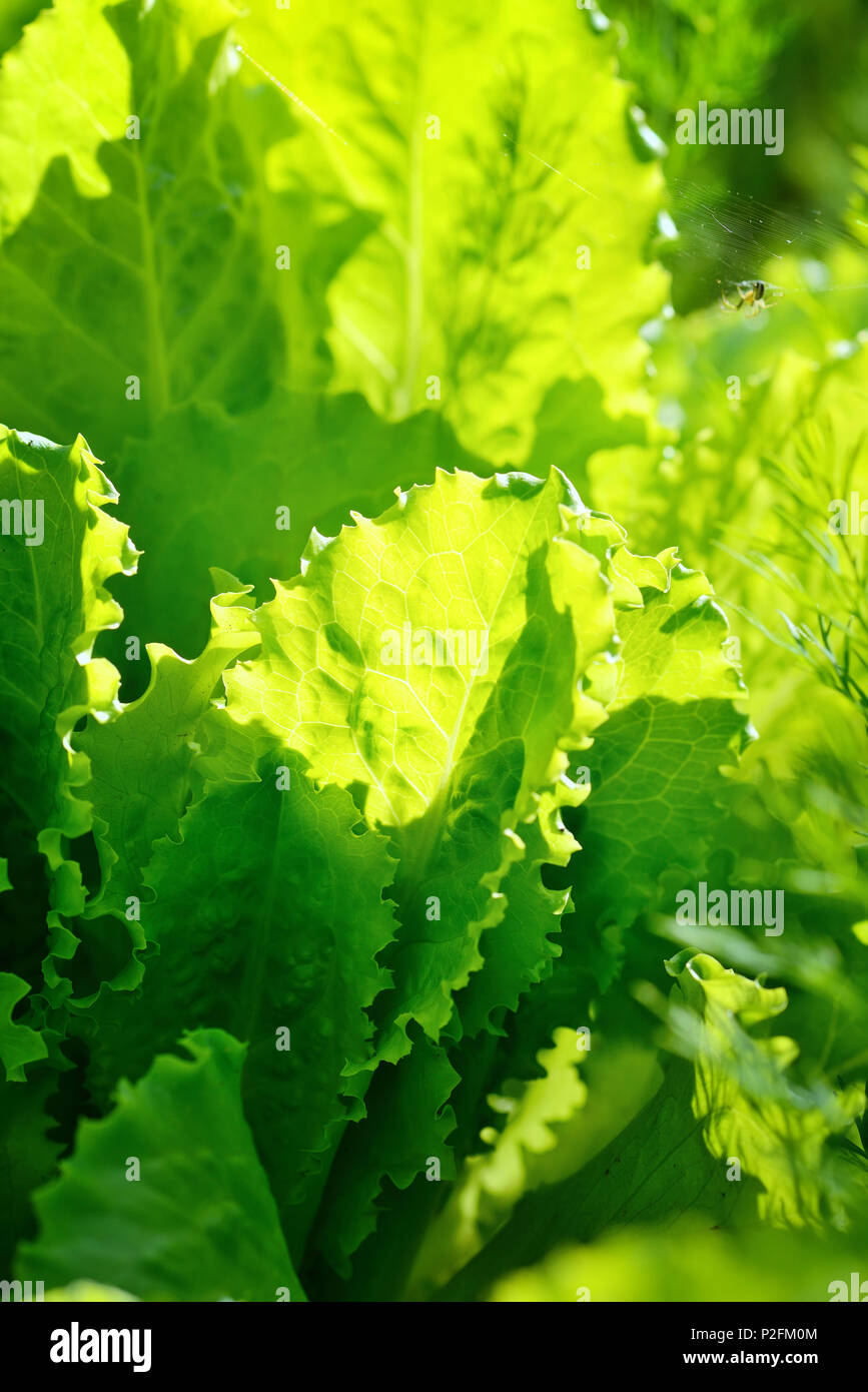 Frischer Salat Salat im Sonnenlicht, Blätter Hintergrund Stockfoto
