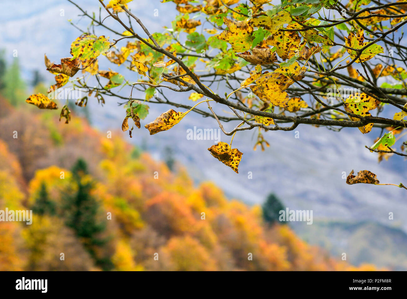 Blätter im Herbst Farben, Karwendel, Tirol, Österreich Stockfoto