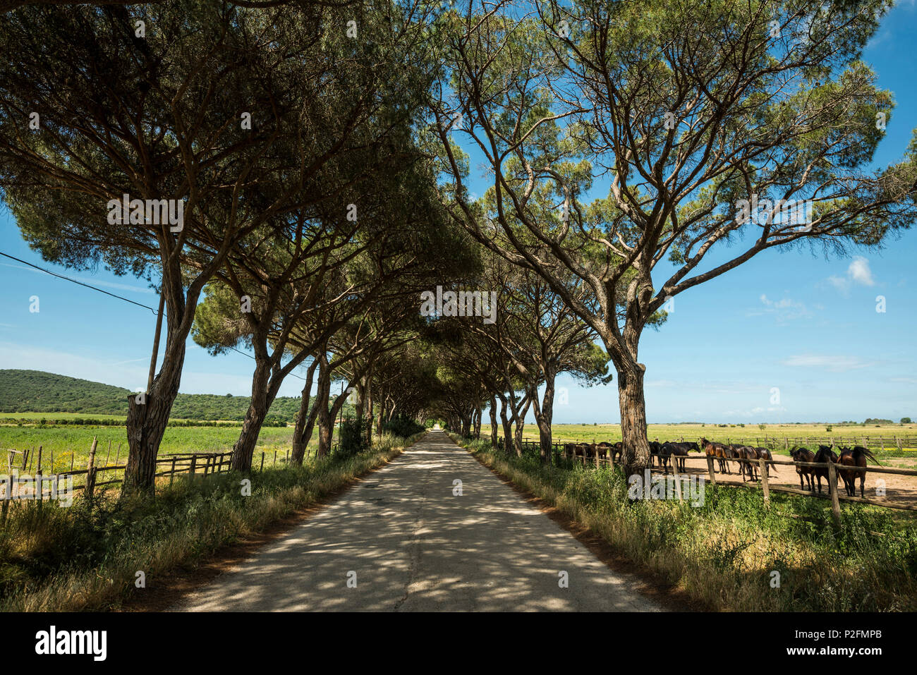 Pine Tree Alley, Parco Naturale della Maremma, Toskana, Italien Stockfoto