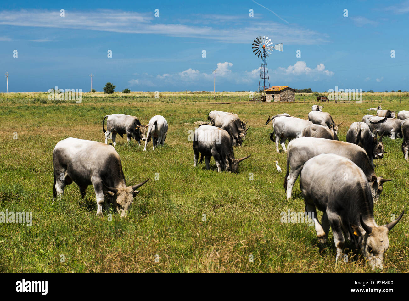 Kühe in einem Feld, Parco Naturale della Maremma, Toskana, Italien Stockfoto