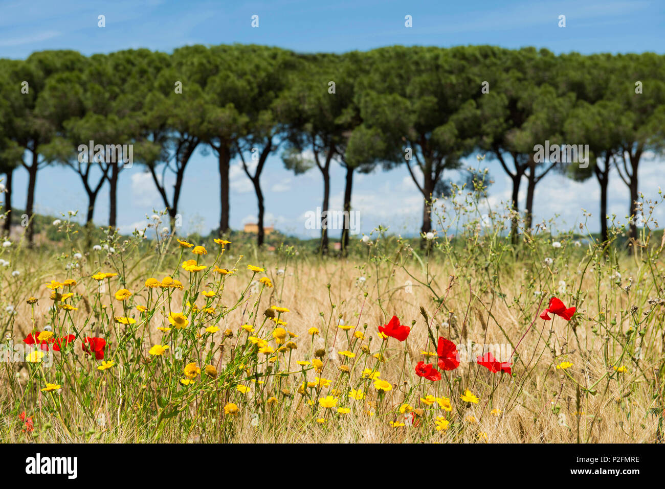 Feld mit wild wachsenden Blumen vor einer Kiefer Alley, Parco Naturale della Maremma, Toskana, Italien Stockfoto