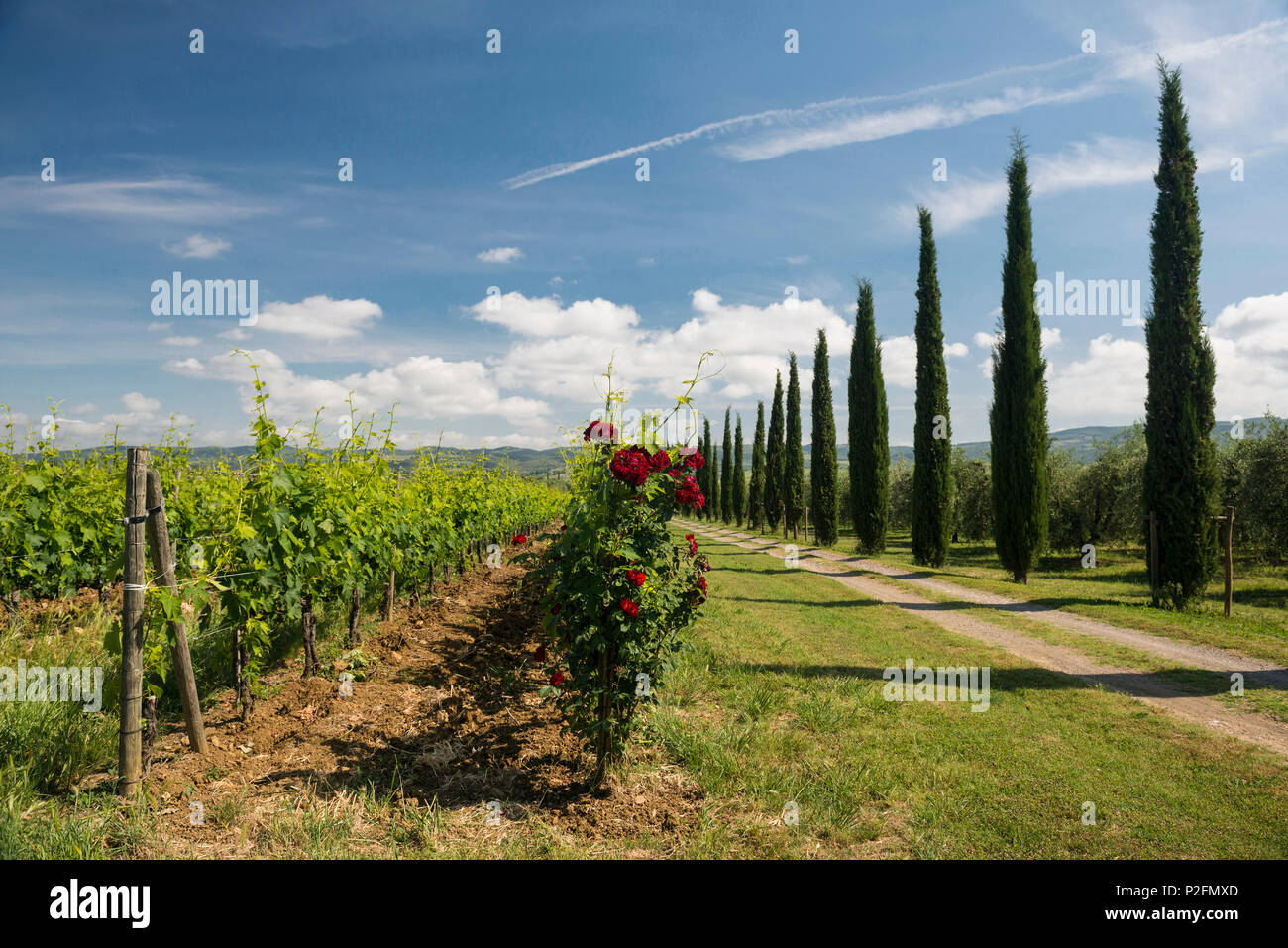 Argiano Weingut, in der Nähe von Montalcino in der Provinz Siena, Toskana, Italien Stockfoto