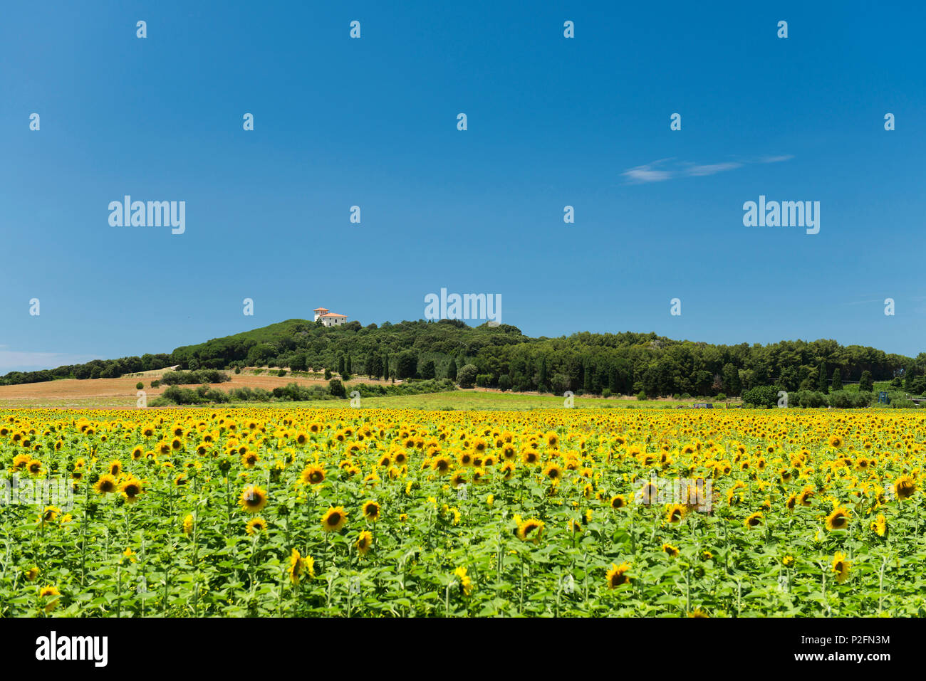 Feld mit Sonnenblumen, in der Nähe von Populonia, Provinz Livorno, Toskana, Italien Stockfoto