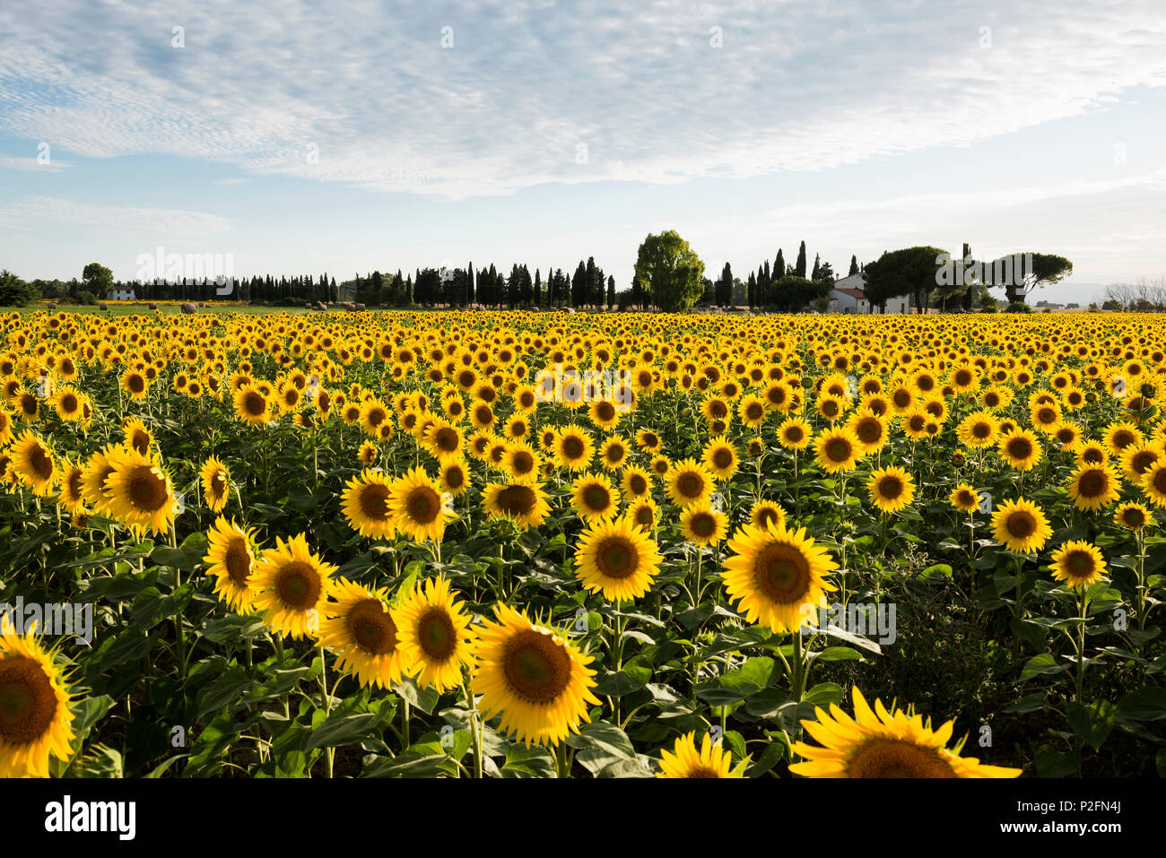 Feld mit Sonnenblumen, in der Nähe von Piombino, Provinz Livorno, Toskana, Italien Stockfoto
