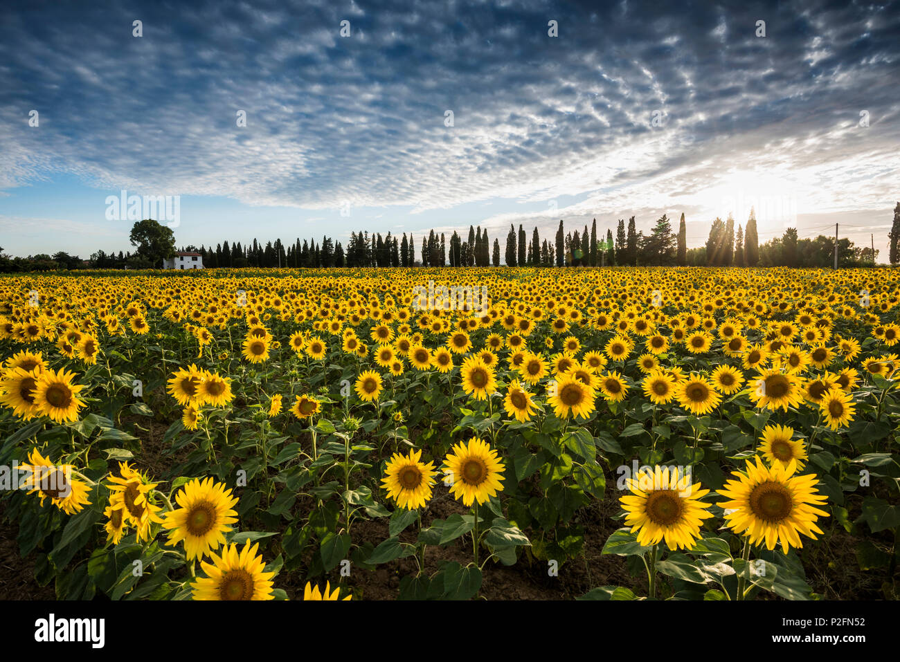 Feld mit Sonnenblumen, in der Nähe von Piombino, Provinz Livorno, Toskana, Italien Stockfoto