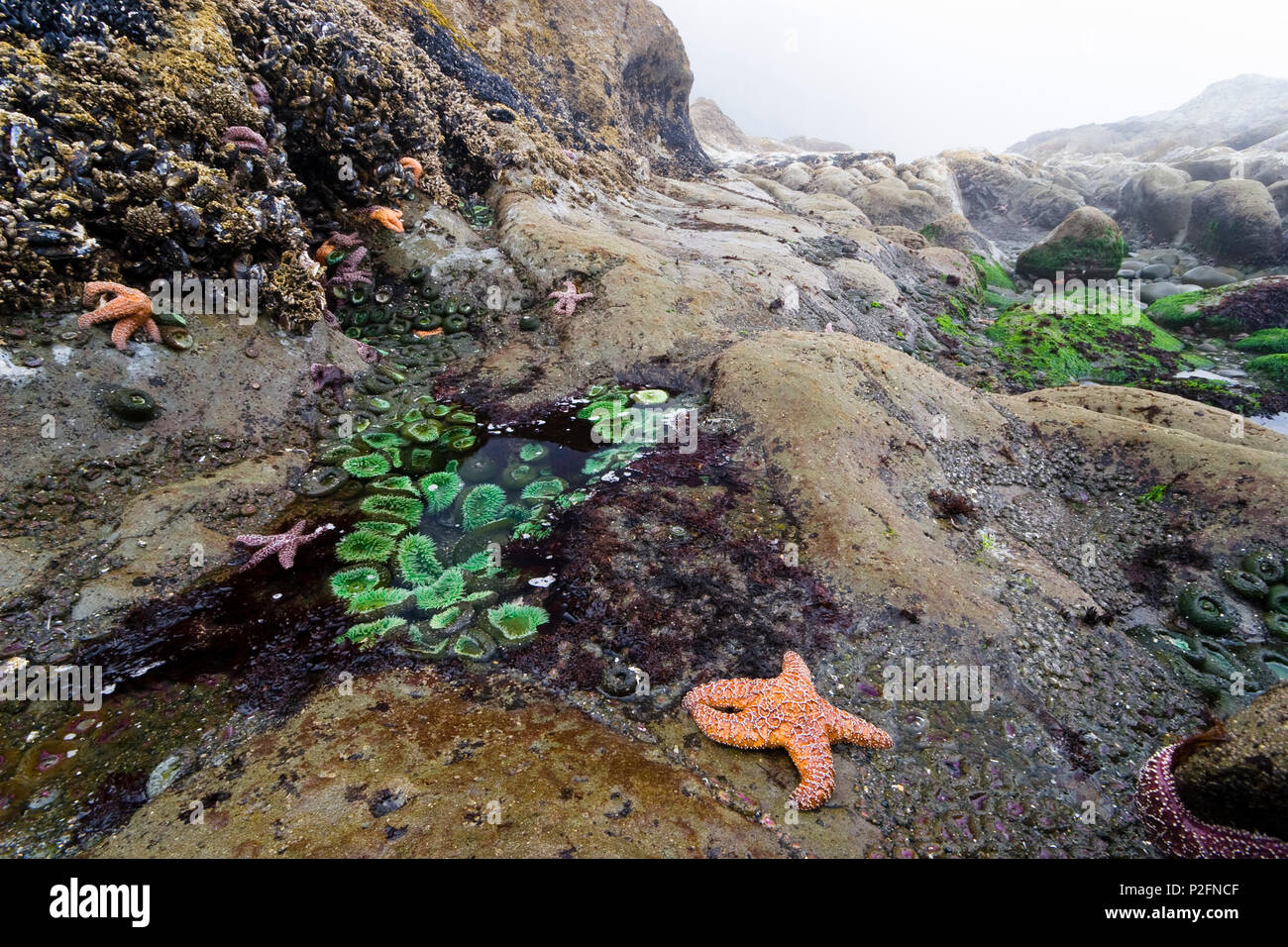 Gezeiten Sie-Pools mit Seesterne und Seeanemonen, Pazifikküste, Olympic Nationalpark, Washington, USA Stockfoto