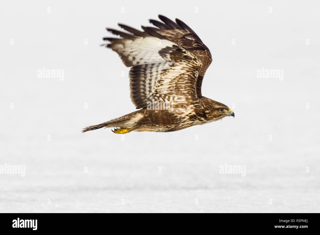 Mäusebussard im Flug, Buteo buteo, Winter, Deutschland Stockfoto