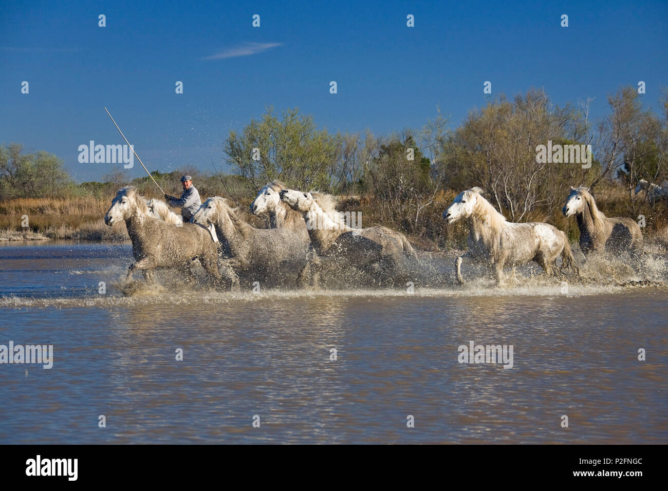 Camargue Pferde und Wächter, Camargue, Frankreich Stockfoto