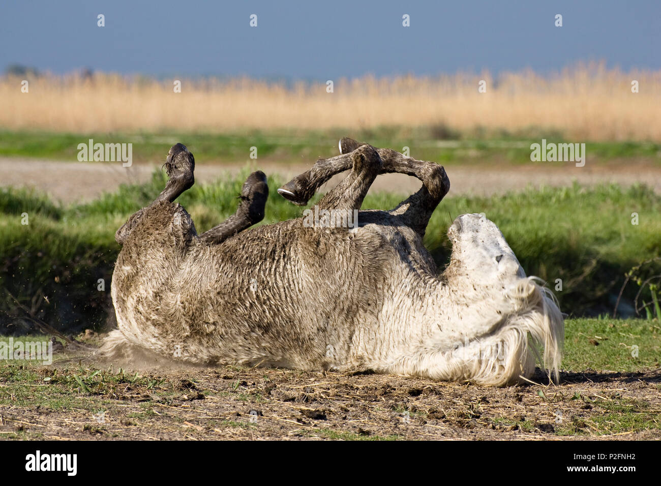 Camargue Pferd rollen auf dem Boden, Camargue, Frankreich Stockfoto