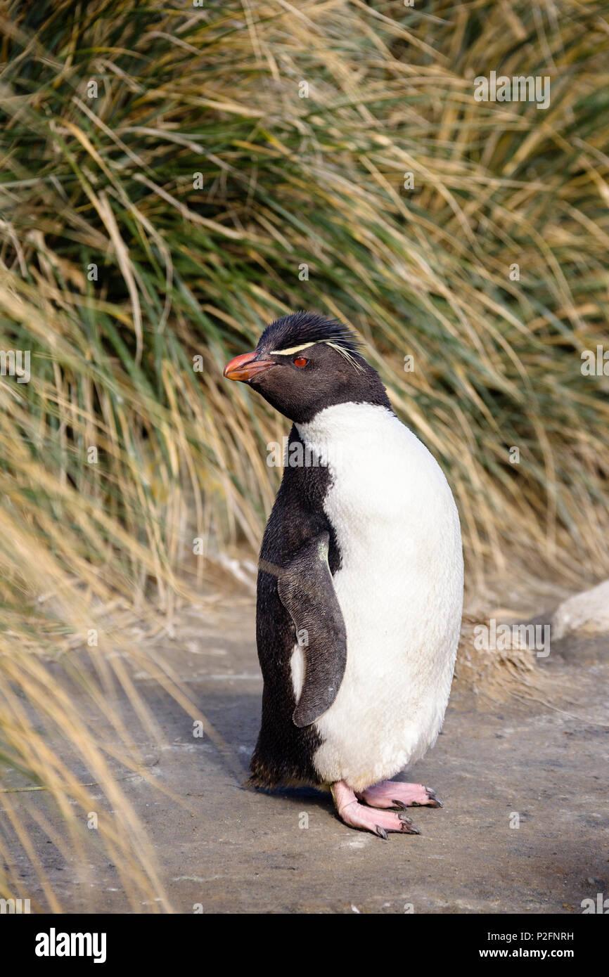 Rockhopper Penguin Eudyptes chrysocome, Falkland Inseln, Subantarktischen, Südamerika Stockfoto