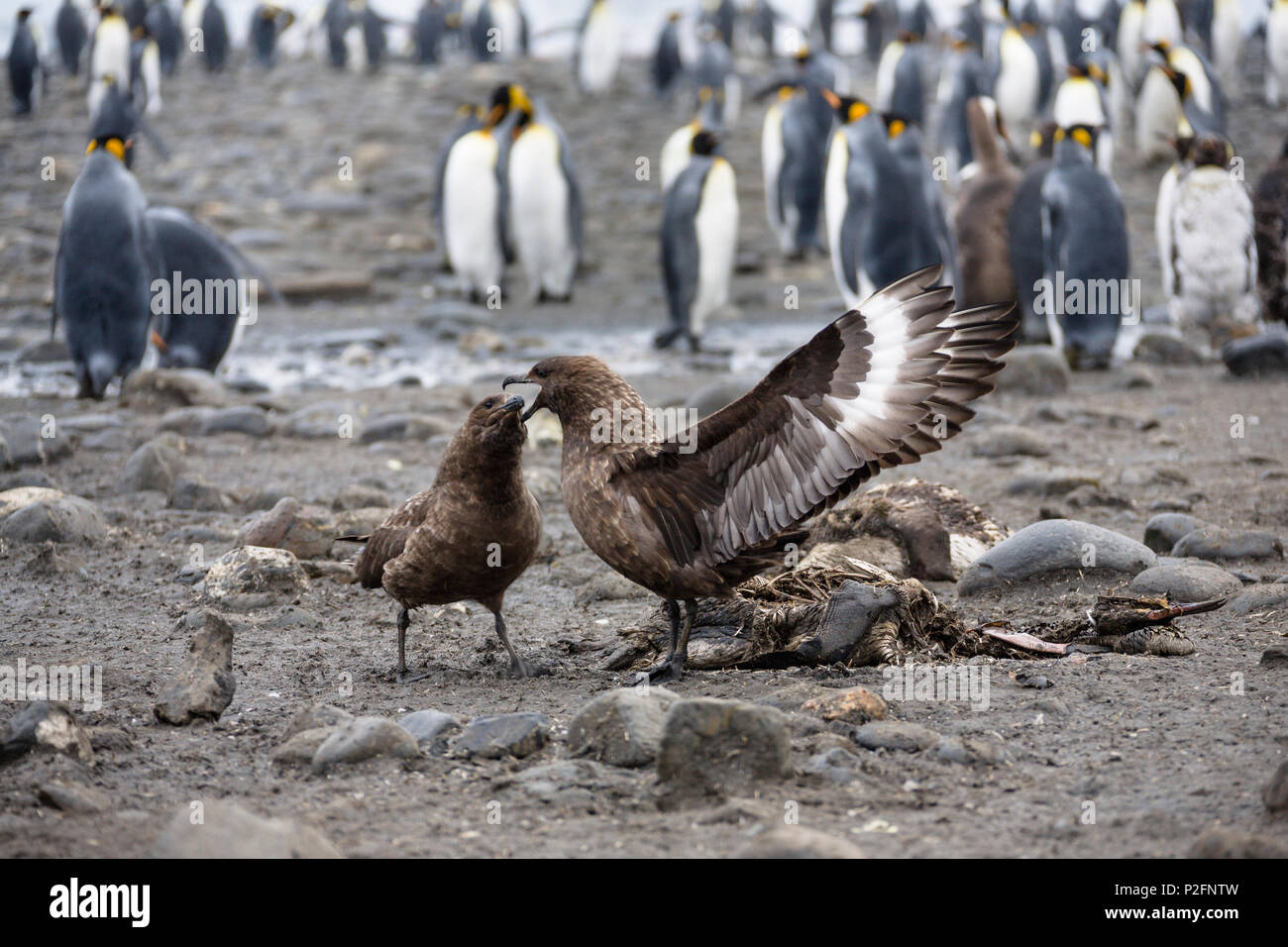 Braune Skuas kämpfen, Catharacta antarctica, Südgeorgien, Antarktis, Subantarktische Stockfoto