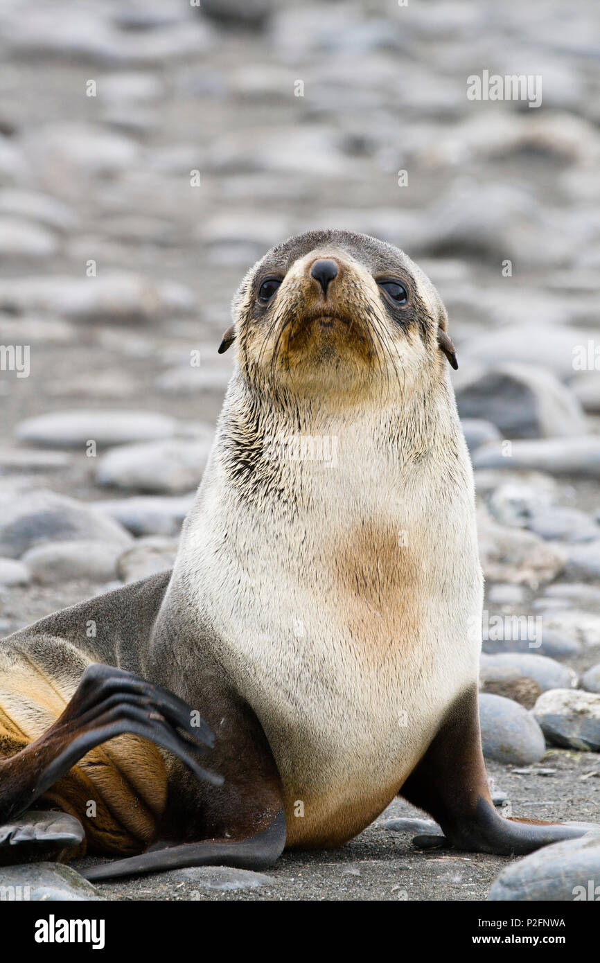 Junge Antarktis fur Seal, Arctocephalus gazella, Salisbury Plains, Südgeorgien, Antarktis Stockfoto