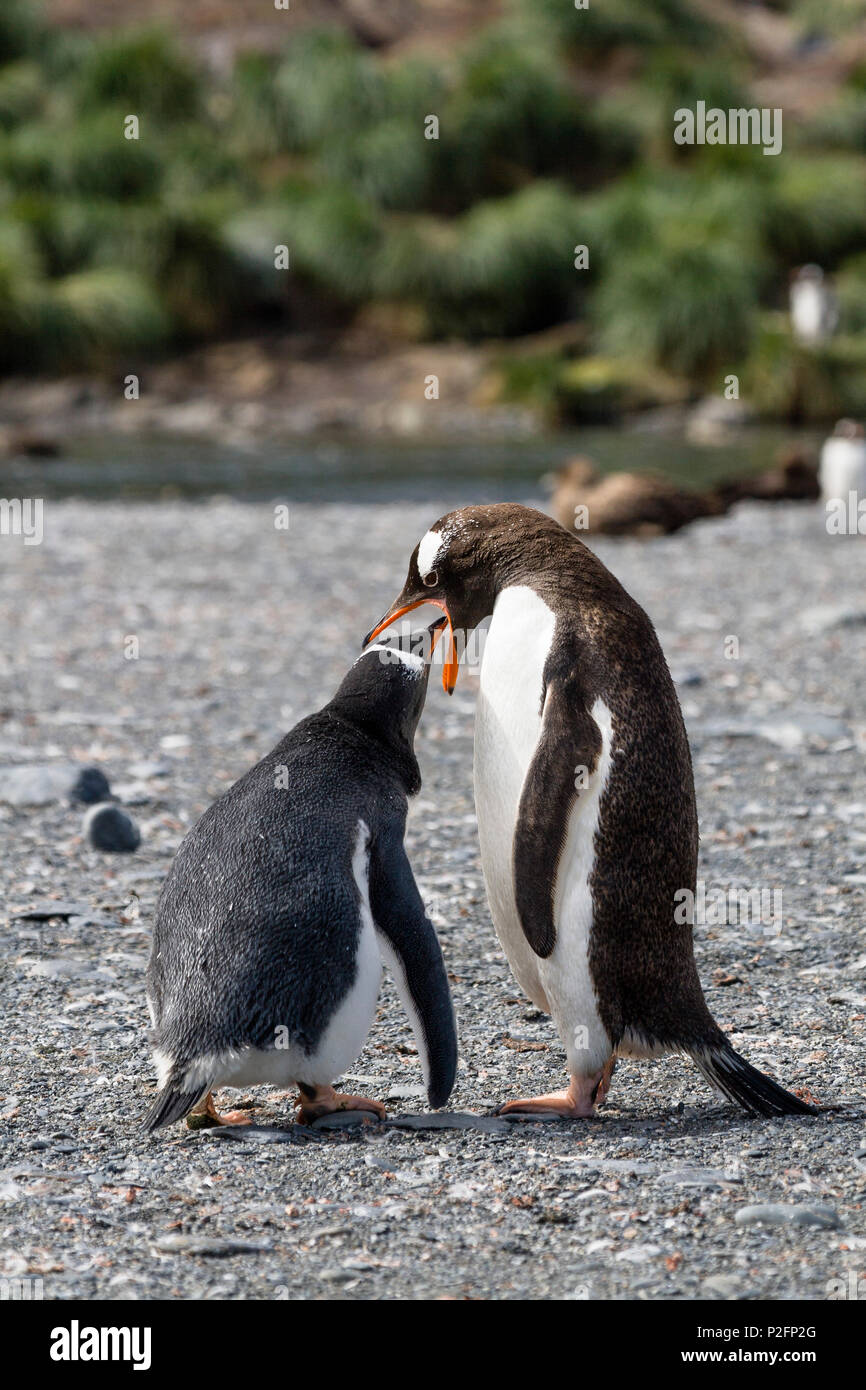 Gentoo Penguins, Fütterung Küken, Pygoscelis papua, Gold Harbour, South Georgia, Antarktis, Subantarktische Stockfoto