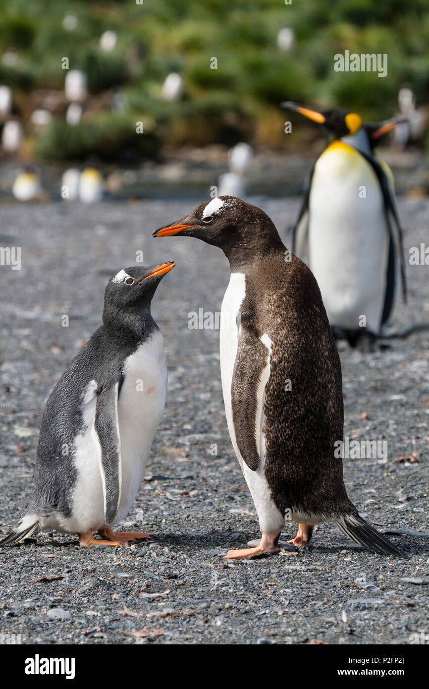 Gentoo Penguins, Chick zu betteln, Pygoscelis papua, Gold Harbour, South Georgia, Antarktis, Subantarktische Stockfoto