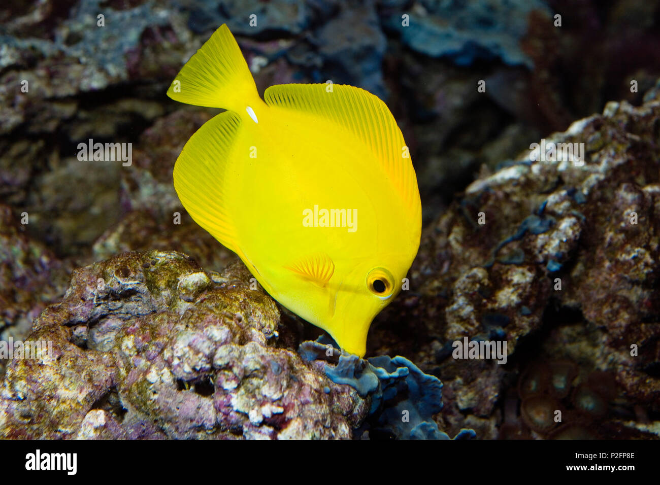 Doctorfish in Coral Reef, Zebrasoma flavescens, Pazifik, Captive Stockfoto