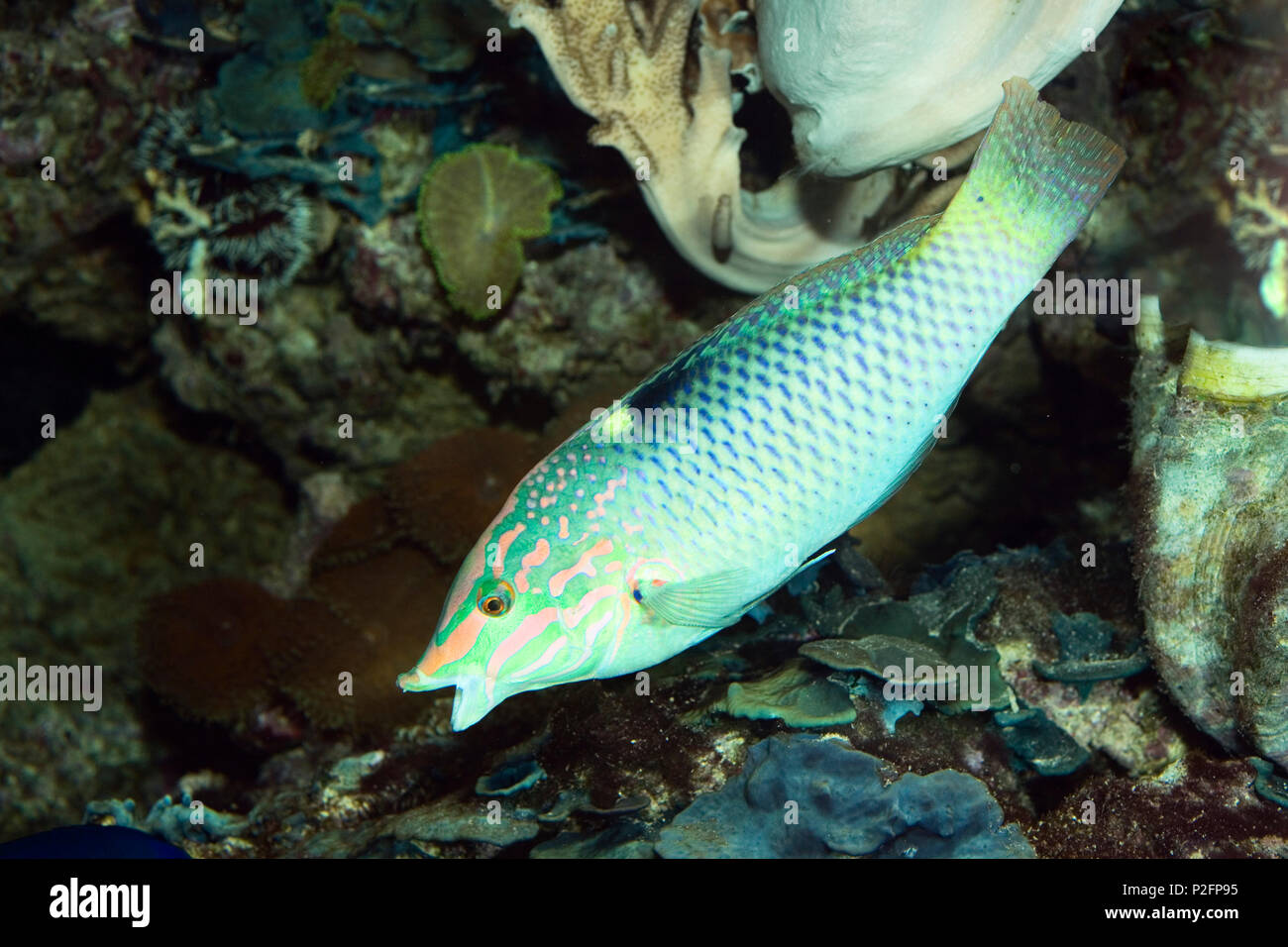 Schachbrett Lippfisch im Korallenriff, Halichoeres hortulanus, Captive Stockfoto