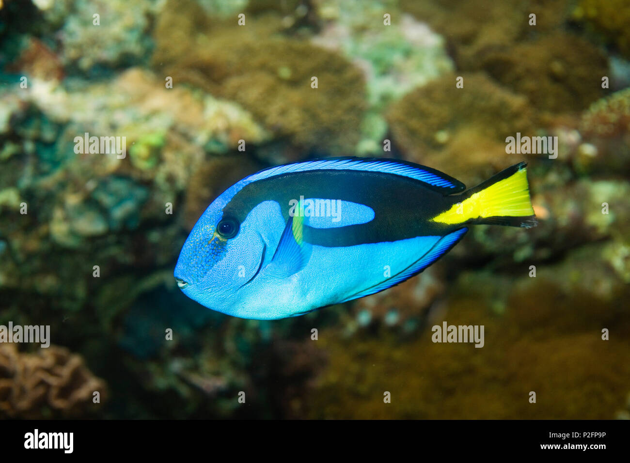 Doctorfish, Paracanthurus hepatus, Indo Pazifik, Captive Stockfoto