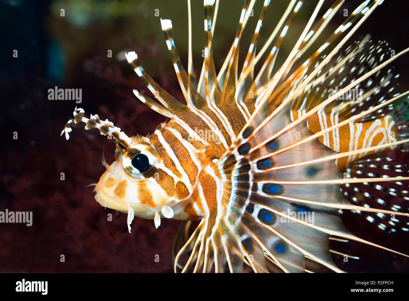 Feuerfische, Dendrochirus zebra, Captive Stockfoto