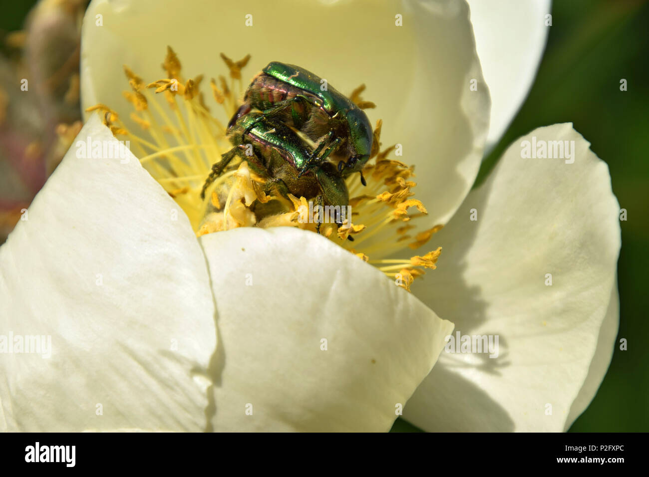 Protaetia Käfer männlichen und weiblichen Offizier auf weiße Pfingstrose, grüne golden schimmernde Käfer in Pfingstrose Blüten Stockfoto