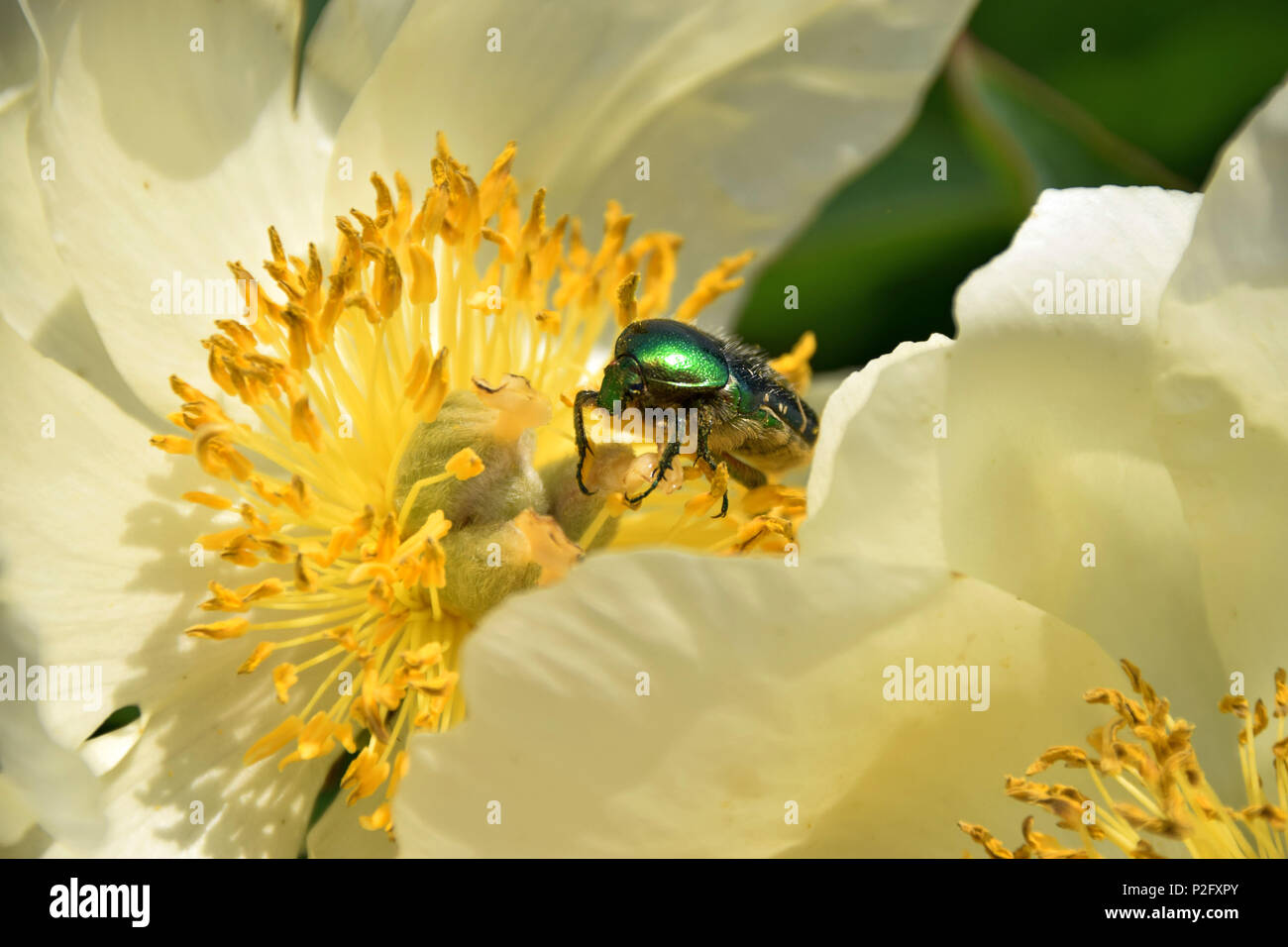 Päonie blühen im Frühling mit protaetia speciosissma Käfer auf it, golden schimmernde Käfer in blühende Päonie Stockfoto
