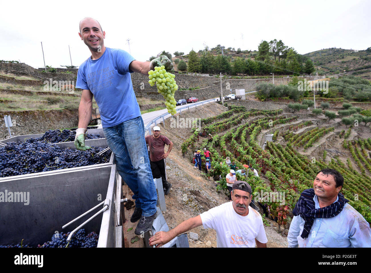 Weinlese in der Nähe von Pinhao, Douro Tal, Norte, Portugal Stockfoto