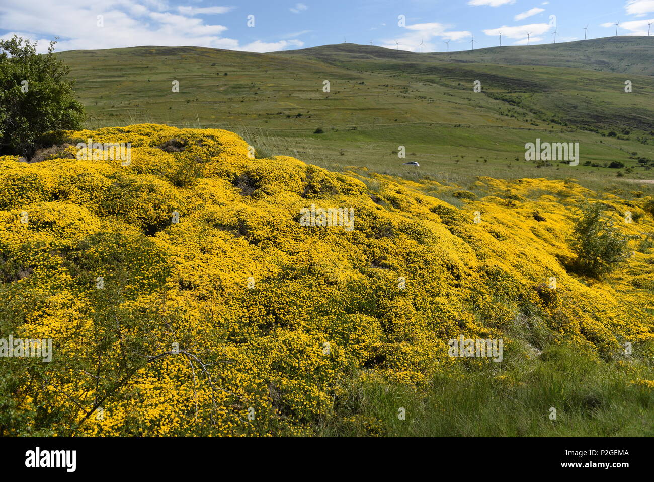 Vizmanos, Spanien. 14 Juni, 2018. Ginster (cytisus Scoparius) Buchsen auf 'Oncala' Berg (1.454 m), in der Nähe des kleinen Dorfes 'Los Campos, Soria Provinz, im Norden von Spanien. Credit: Jorge Sanz/Pacific Press/Alamy leben Nachrichten Stockfoto