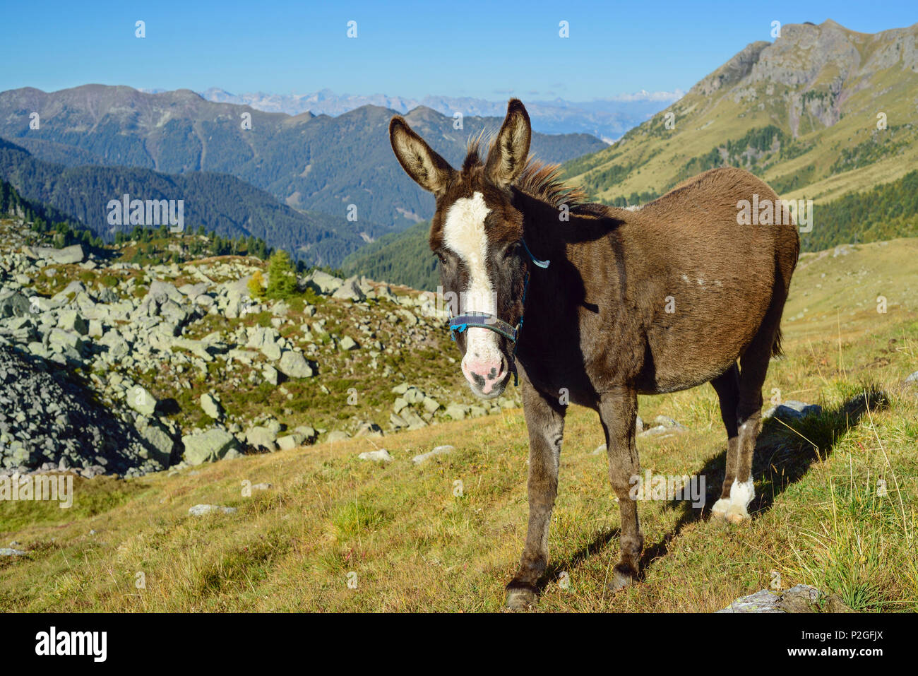 Esel an der Forcella di Valsorda, Trans-Lagorai, Lagorai, Dolomiten, UNESCO Weltnaturerbe Dolomiten, Trentino, Italien Stockfoto