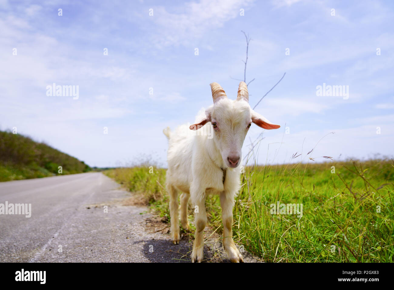 Ziege in Hateruma Insel, Präfektur Okinawa, Japan Stockfoto