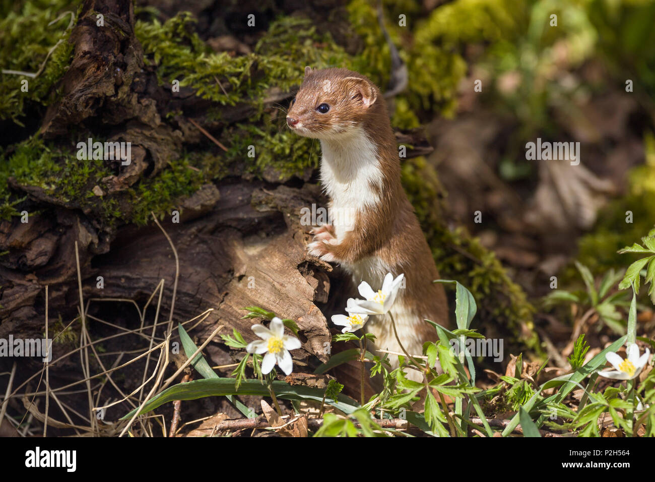 Weasel, Mustela nivalis, Bayern, Deutschland Stockfoto