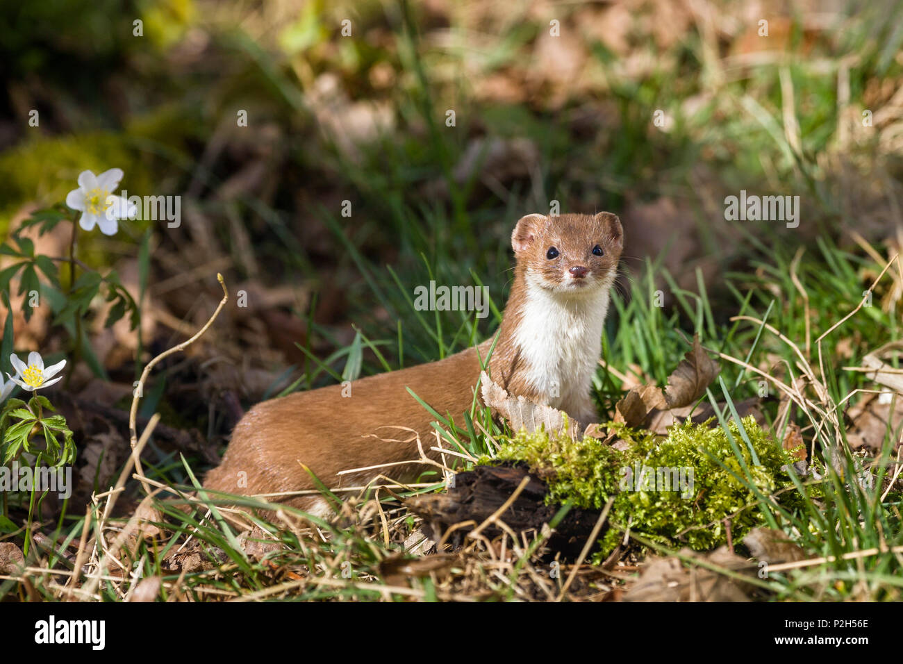 Weasel, Mustela nivalis, Bayern, Deutschland Stockfoto