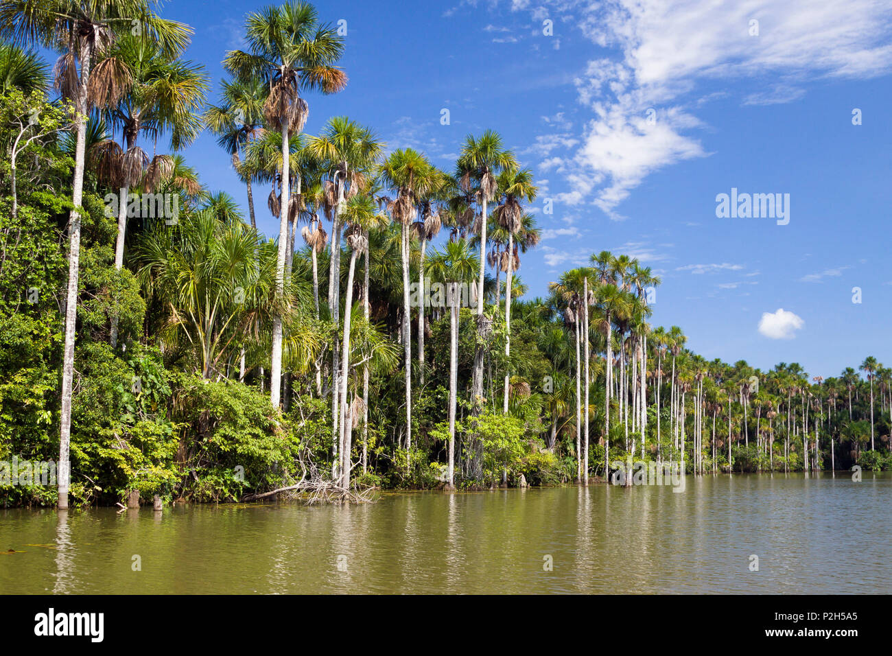 Mauriti Palmen, Buriti, moriche Palmen, an Sandoval Lake, Mauritia flexuosa, Tambopata National Reserve, Peru, Südamerika Stockfoto