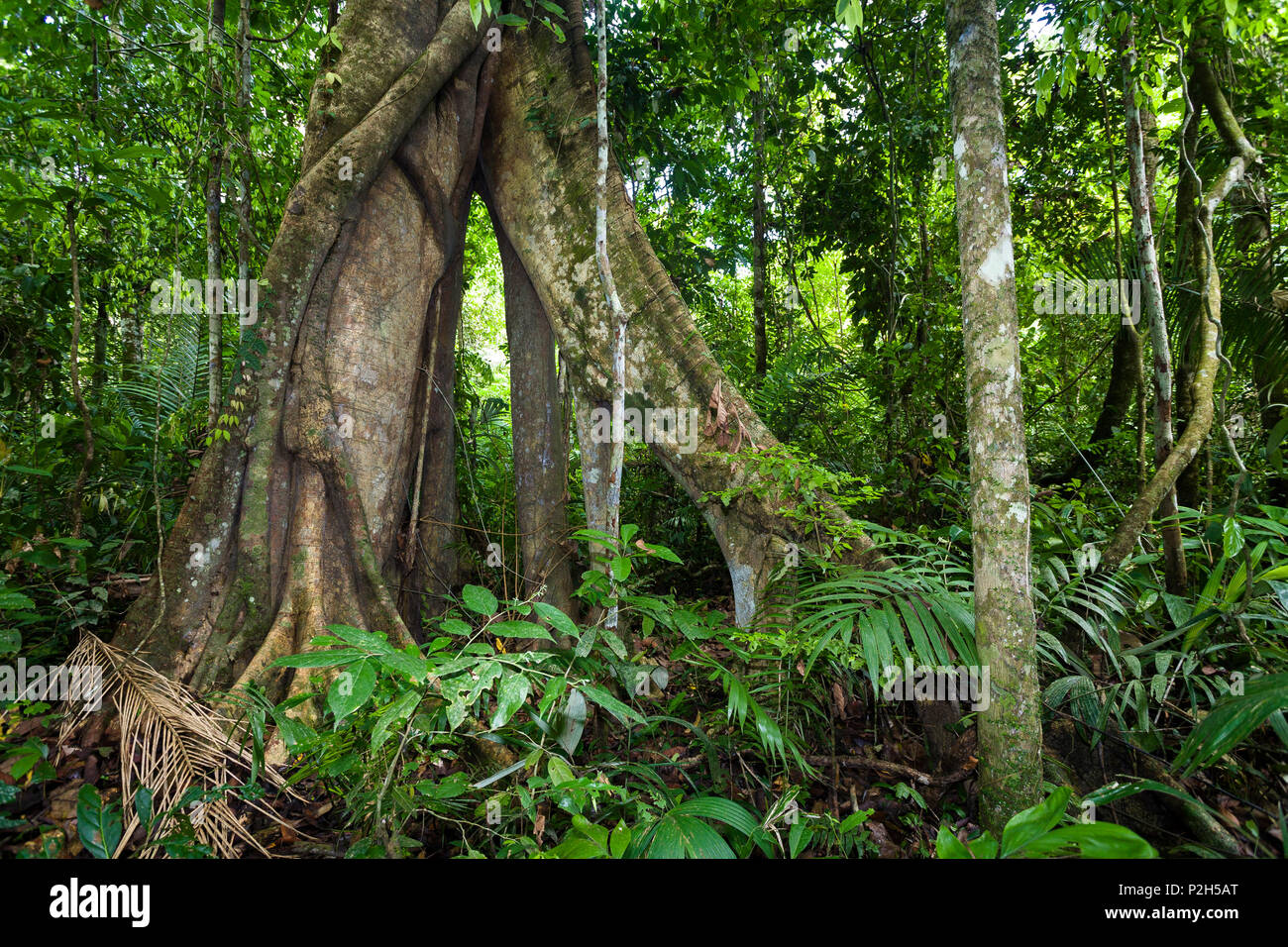 Riesiger Baum mit Wurzeln in den Regenwald Tambopata Fluss buttress, Tambopata National Reserve, Peru, Südamerika Stockfoto