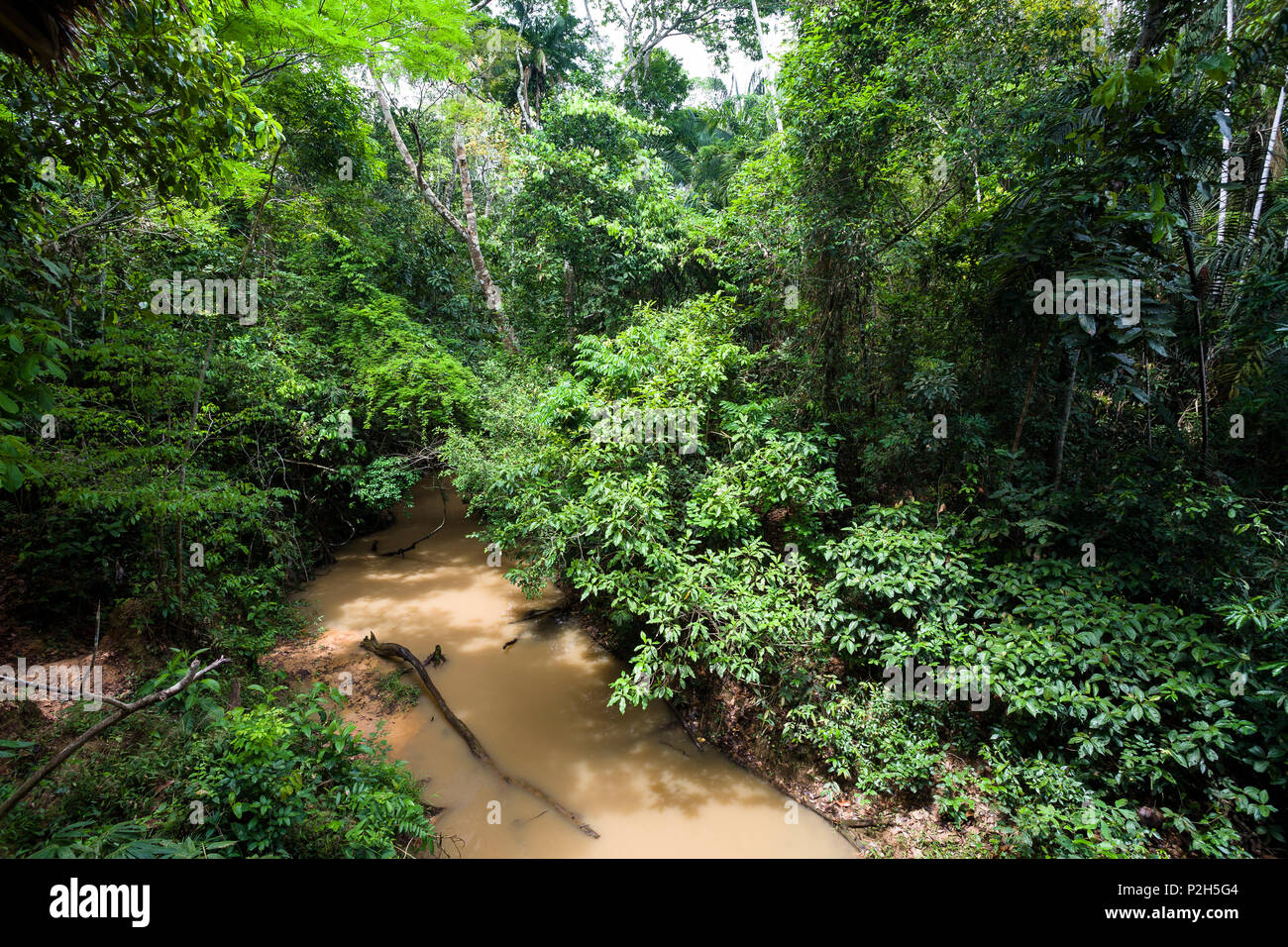 Regenwald Tambopata Fluss Tambopata National Reserve, Peru, Südamerika Stockfoto