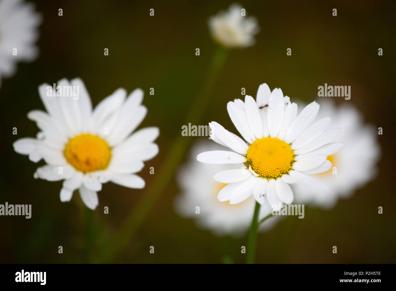 Leucanthemum vulgare, der ox-eye Daisy, oder oxeye Daisy, ist eine weit verbreitete blühende Pflanze, die in Europa und den gemäßigten Gebieten Asiens Stockfoto