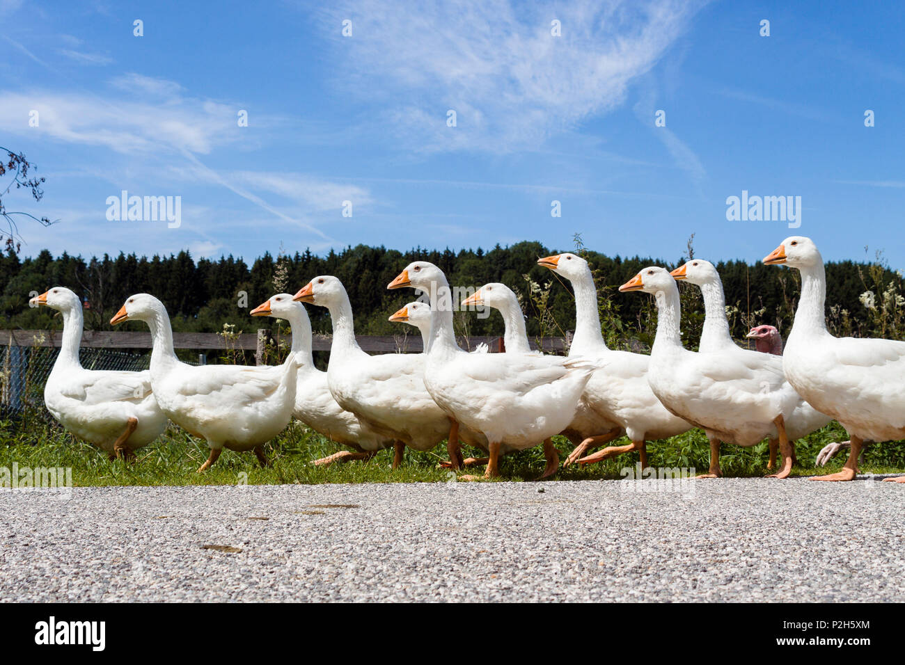 Hausgänse wandern in einer Reihe, Oberbayern, Deutschland, Europa Stockfoto