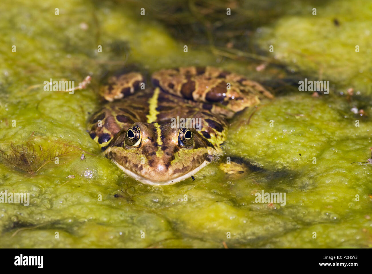 Frosch im Teich, Rana ridibunda, Bayern, Deutschland Stockfoto